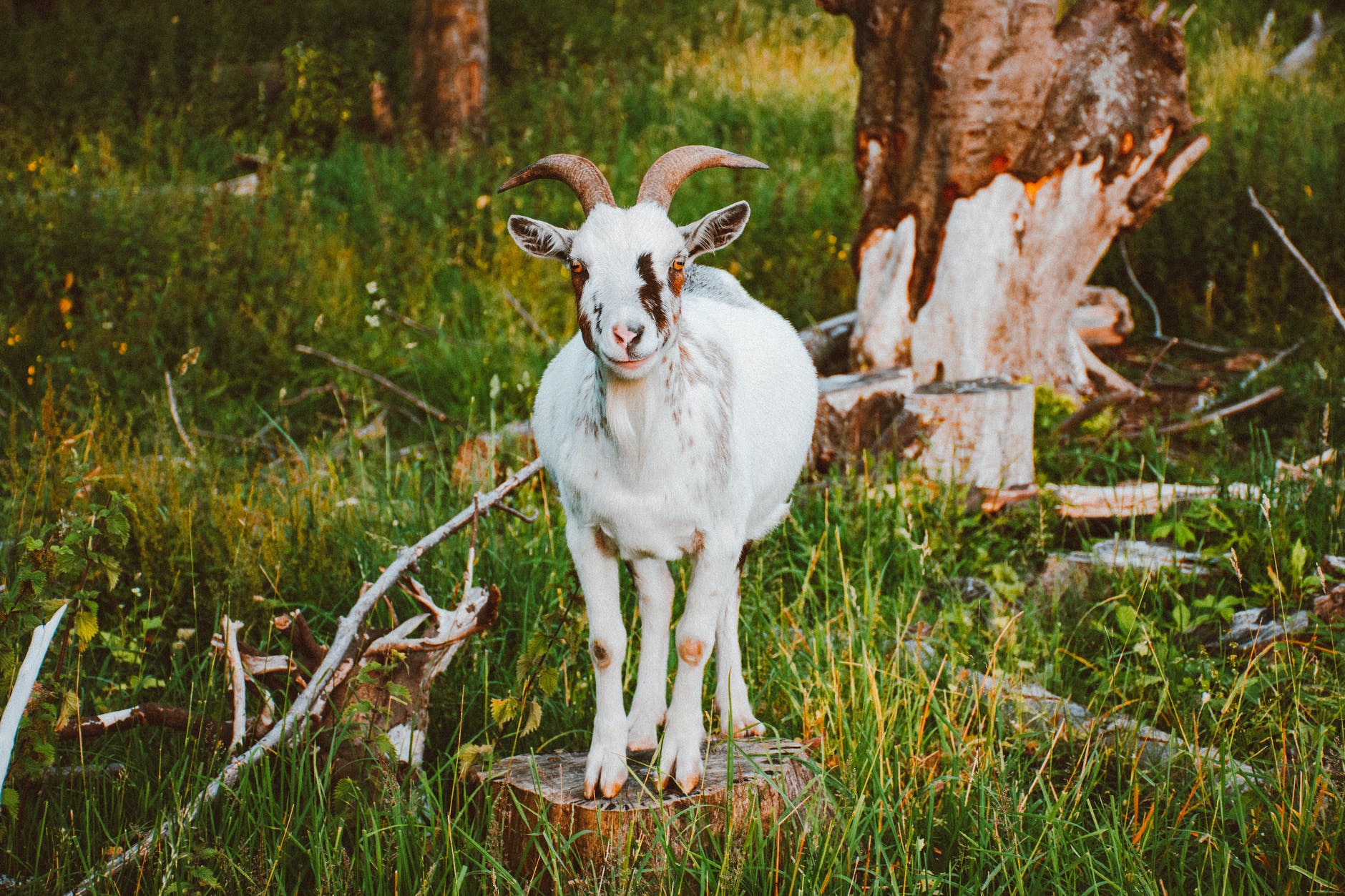 white goat standing on wood log