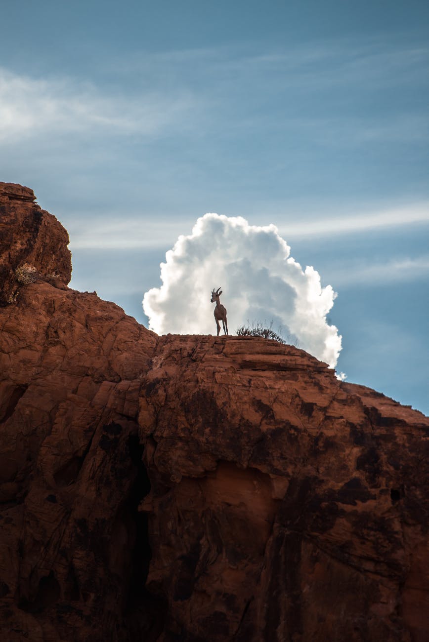 photo of mountain goat