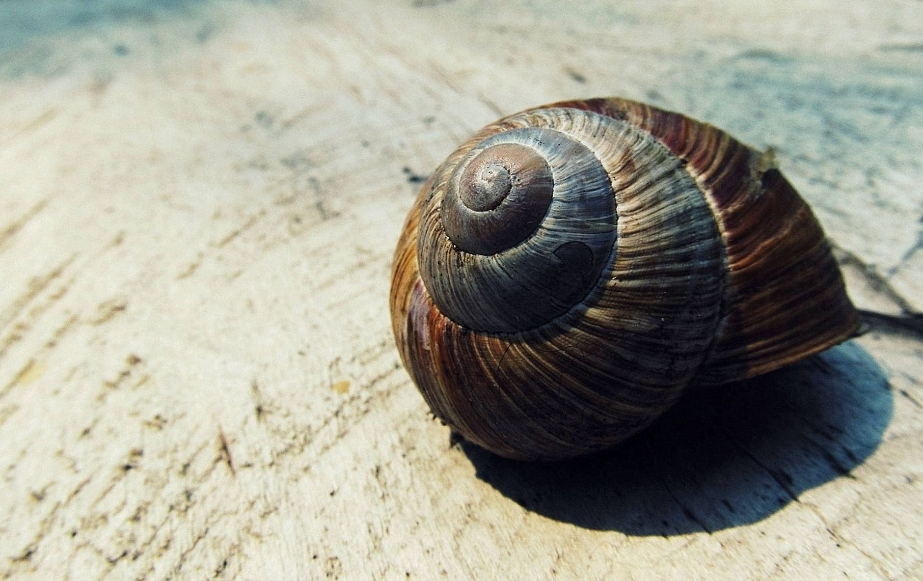 black and brown snail shell on beige textile